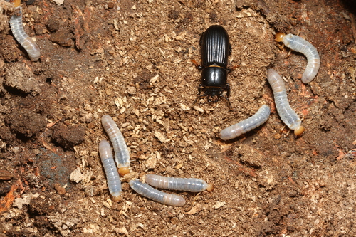Horned Passalus Beetle, photo 4 of 10