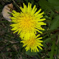Taraxacum