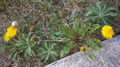 Taraxacum