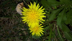 Taraxacum