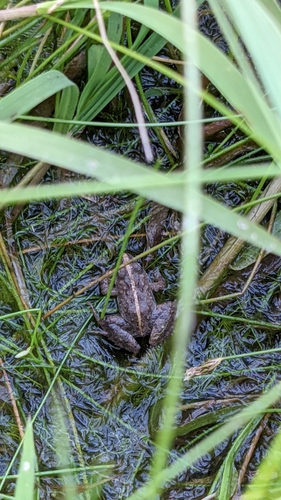 Hensel's Swamp Frog