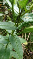 Escobedia grandiflora