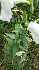 Escobedia grandiflora