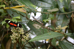 Heliconius clysonymus