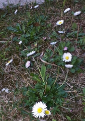 Bellis perennis