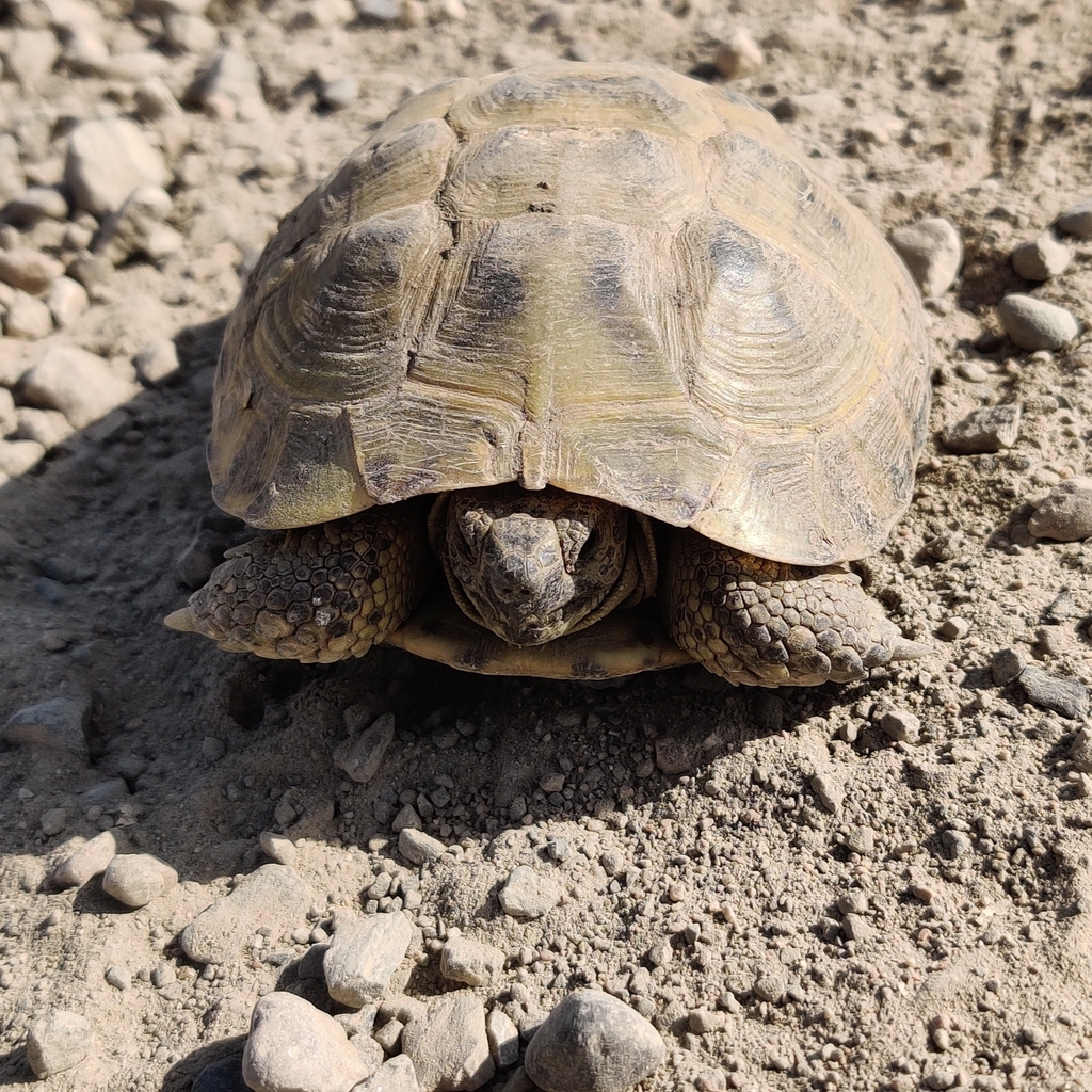 Afghan Tortoise in October 2023 by Philip Steiner · iNaturalist