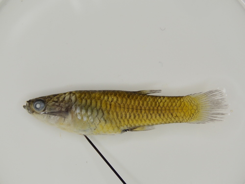Chubby Livebearer