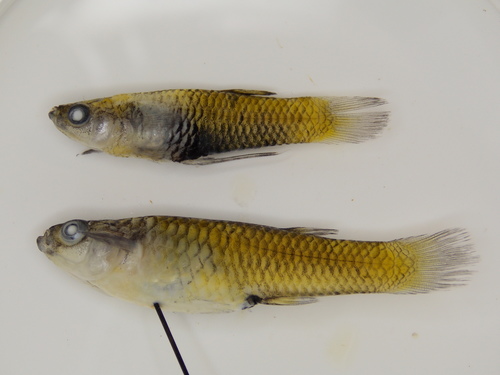 Chubby Livebearer