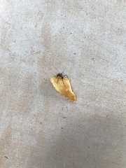 Acromyrmex octospinosus