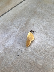 Acromyrmex octospinosus