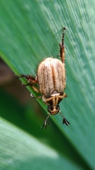 Anomala takasagoensis