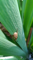 Anomala takasagoensis