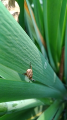 Anomala takasagoensis