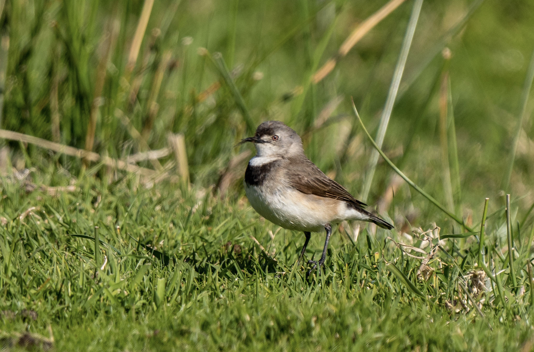 White-fronted Chat illustration