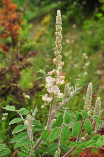 Onobrychis pallasii