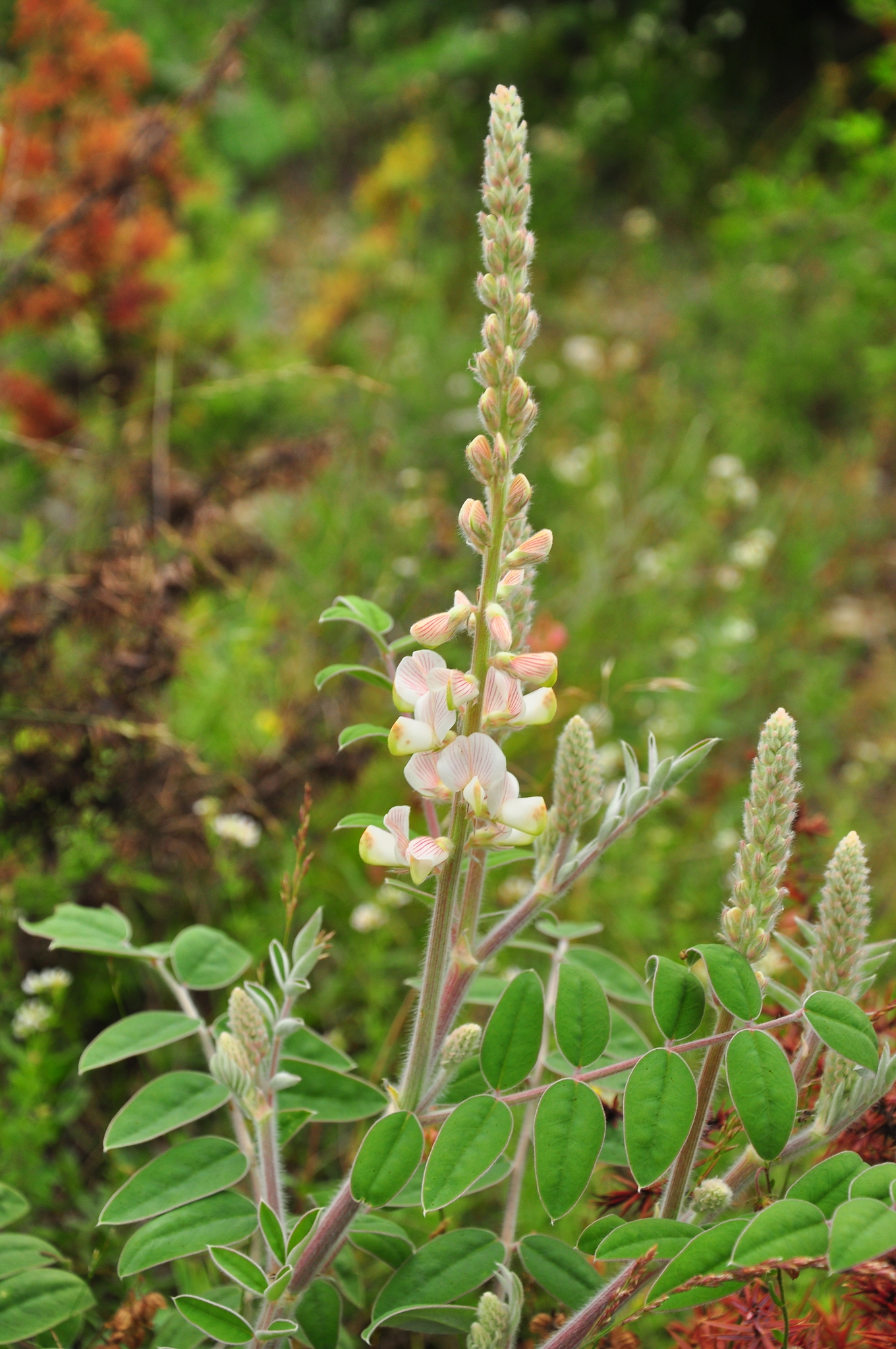 Onobrychis pallasii