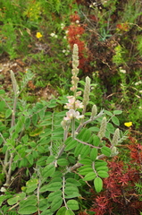 Onobrychis pallasii
