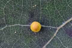 Harmandiola