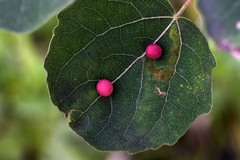 Harmandiola