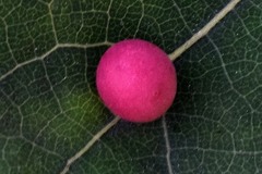 Harmandiola