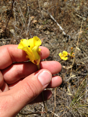 Calochortus luteus
