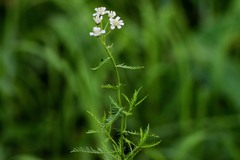 Achillea impatiens
