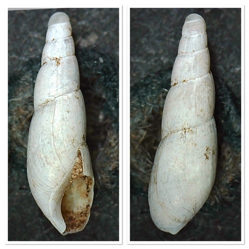 Blind Snail