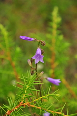 Campanula sibirica taurica