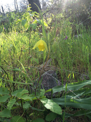 Calochortus pulchellus