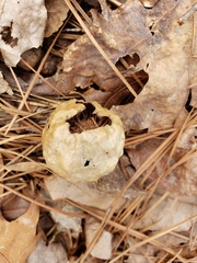 Amphibolips confluenta