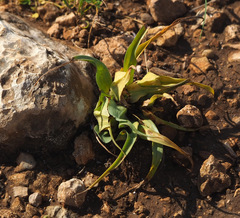 Colchicum palaestinum