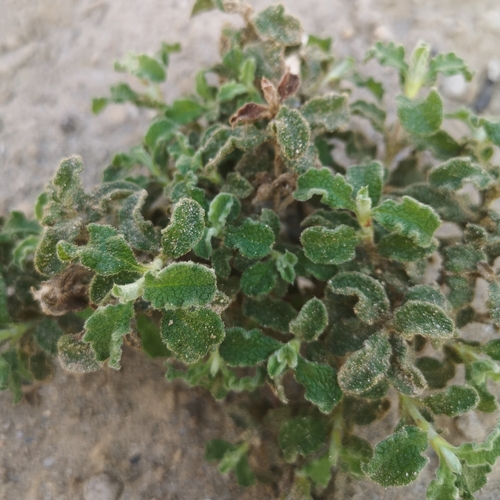 Cistus creticus