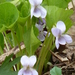 Broad-leaved Violet - Photo (c) Serge M. Appolonov, some rights reserved (CC BY-NC)