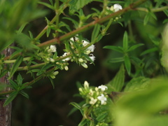 Galianthe bogotensis