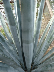 Agave tequilana
