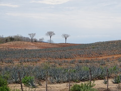 Agave tequilana