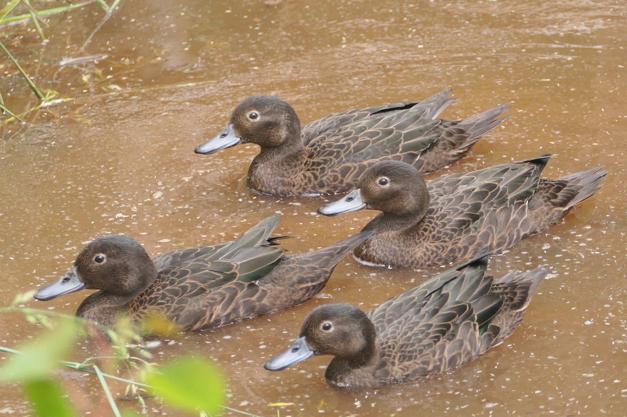 Brown Teal illustration