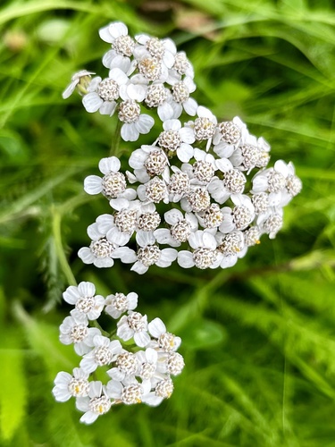 Common Yarrow