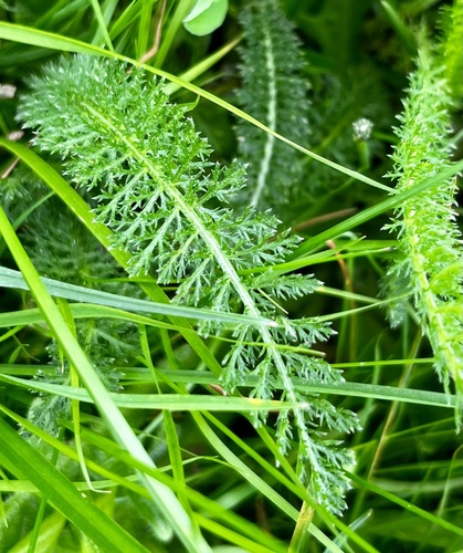 Achillea millefolium