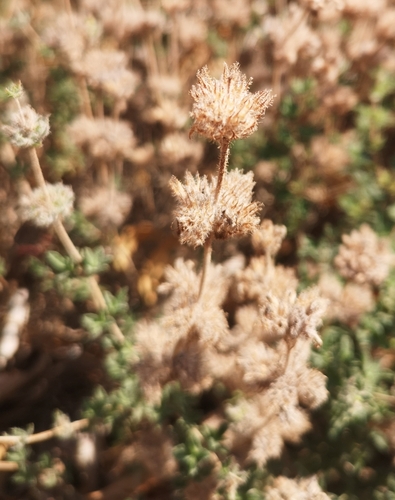 Image of Satureja thymbra by no rights reserved