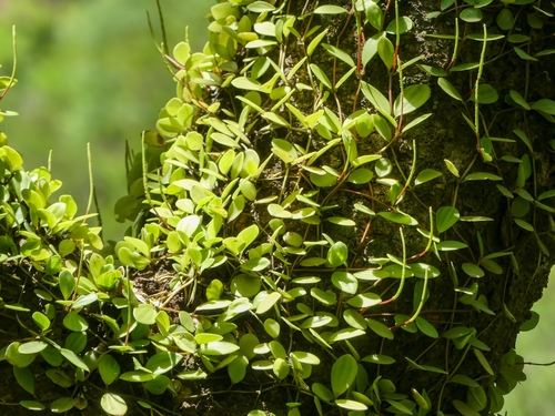 Image of Peperomia quadrangularis by (c) inaturalista.com.br, some rights reserved (CC BY)