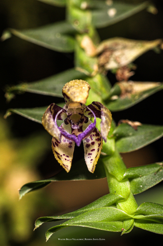 Dichaea pendula