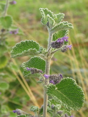 Mesosphaerum perbullatum