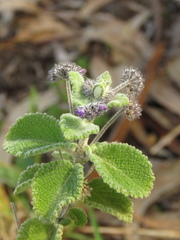 Mesosphaerum perbullatum