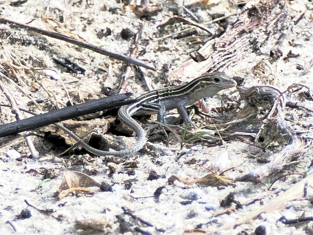 Six-lined Racerunner from High Ridge Natural Scrub Area 7300 High Ridge ...