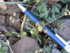 Sanicula saxatilis