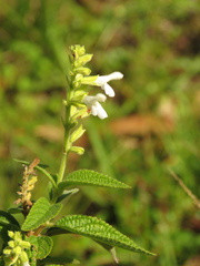 Salvia bogotensis