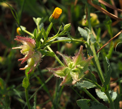 Calendula pachysperma