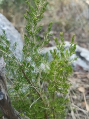 Erica arborea — photo 3