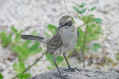 Mimus melanotis